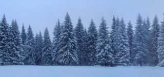 Winterwald bei Oberhof
