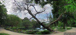 Stadtpark Friedrichsau - alter Baum