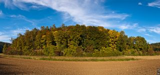 Herbstwald bei Blaustein