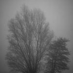 Dichter Nebel im Moorgrund